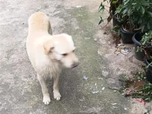 Cachorro raça SRD-ViraLata idade 2 anos nome Onix