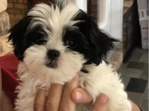 Cachorro raça Shitzu idade 2 a 6 meses nome Filó