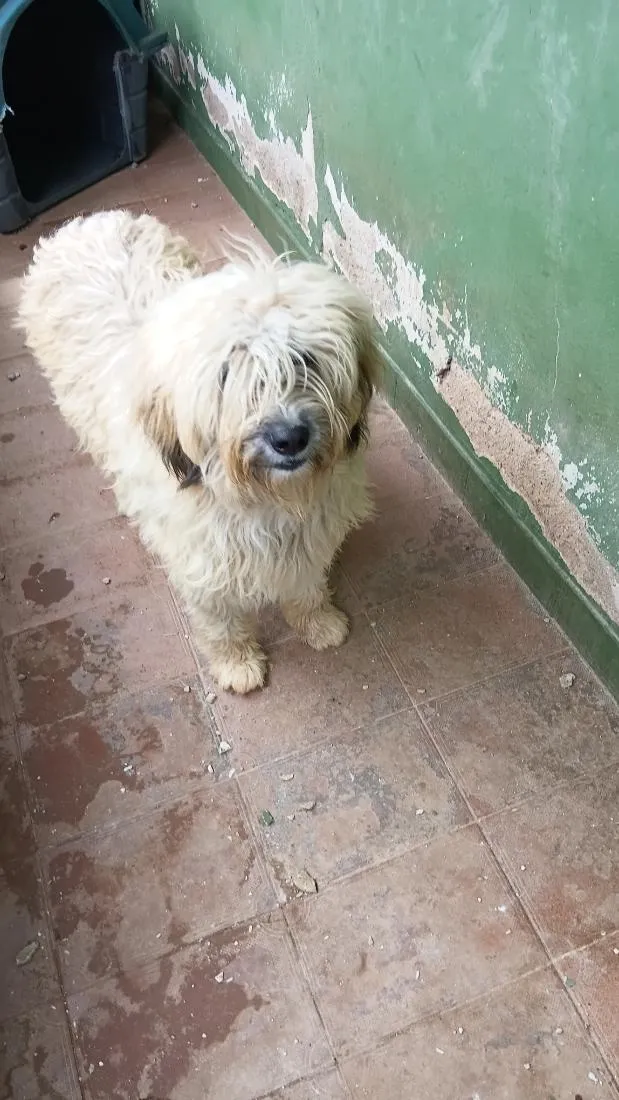 Cachorro raça SRD-ViraLata idade 3 anos nome Aurora