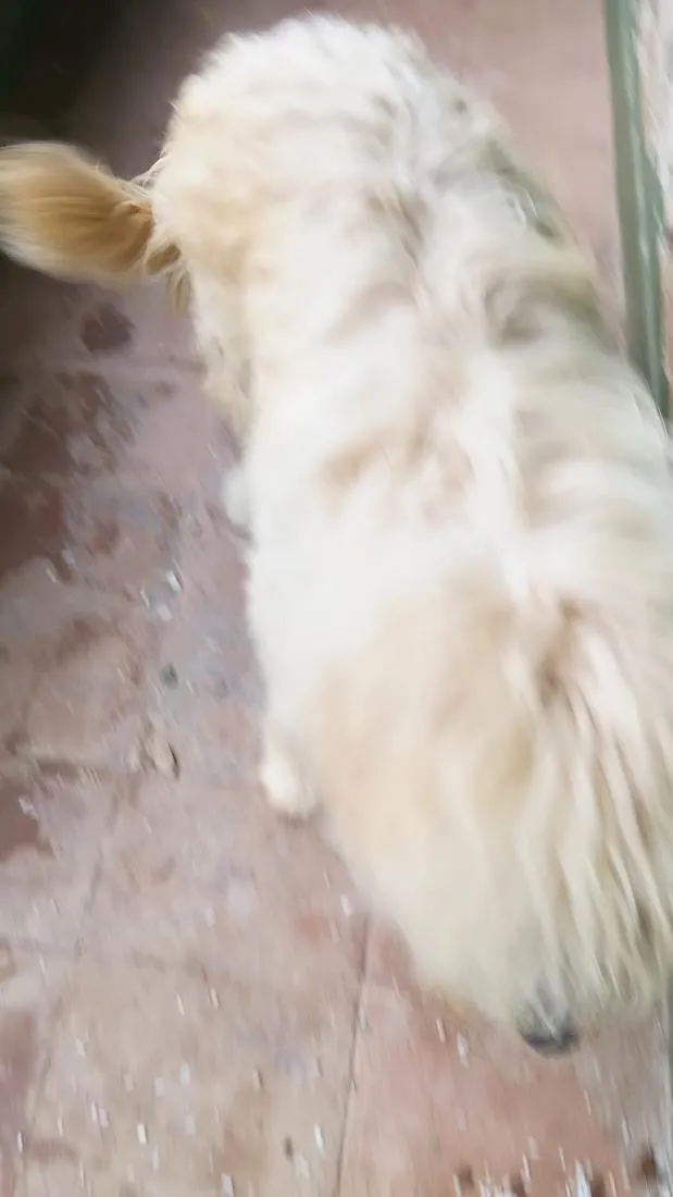 Cachorro raça SRD-ViraLata idade 3 anos nome Aurora