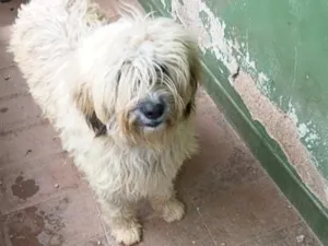 Cachorro raça SRD-ViraLata idade 3 anos nome Aurora