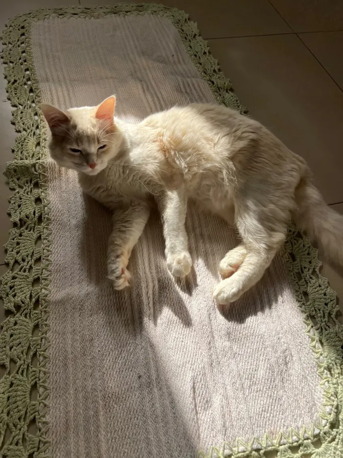 Gato raça Siamês idade 7 a 11 meses nome snow