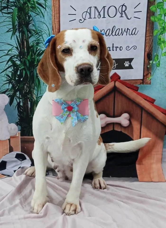 Cachorro raça SRD-ViraLata idade 5 anos nome Biju
