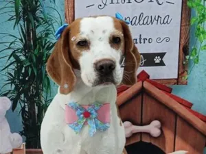 Cachorro raça SRD-ViraLata idade 5 anos nome Biju