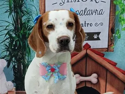 Cachorro raça SRD-ViraLata idade 5 anos nome Biju