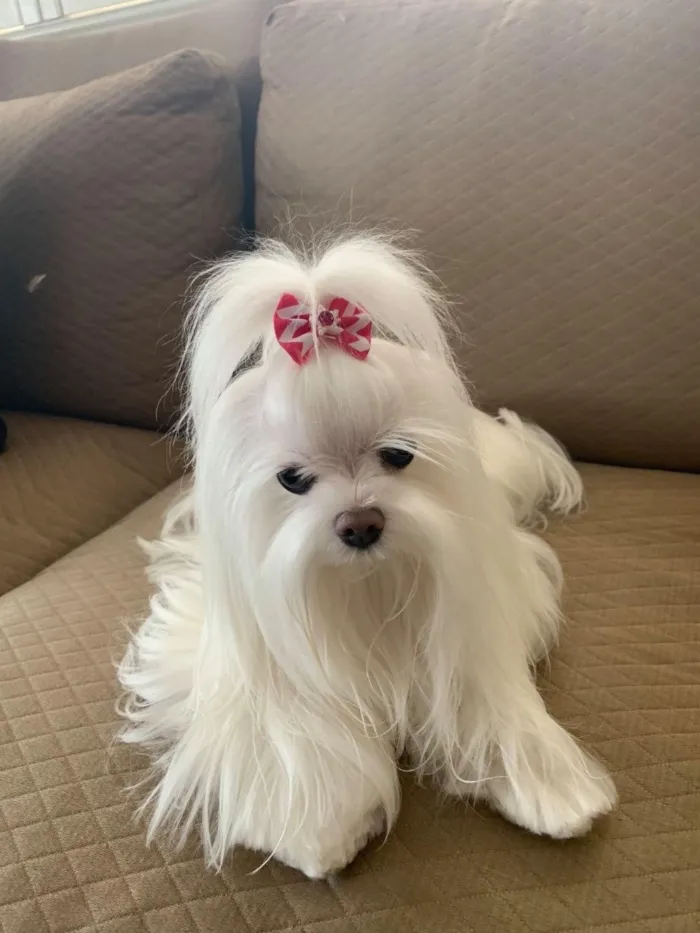 Cachorro raça Maltês idade 2 anos nome Sindy