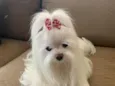 Sindy