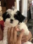 Filó