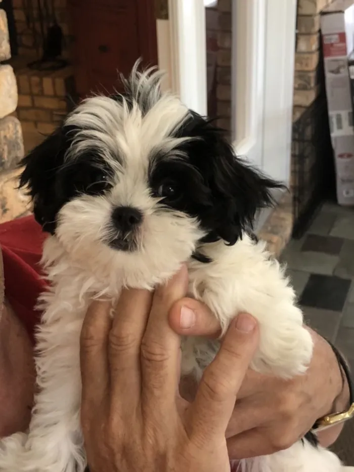 Cachorro raça Shitzu idade 2 a 6 meses nome Filó