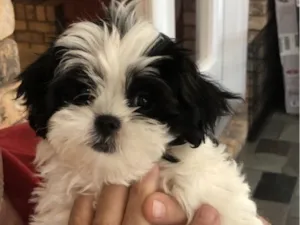 Cachorro raça Shitzu idade 2 a 6 meses nome Filó