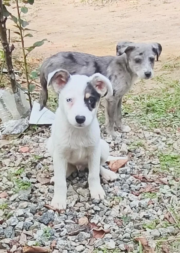 Cachorro raça SRD-ViraLata idade Abaixo de 2 meses nome Shrek e Fiona