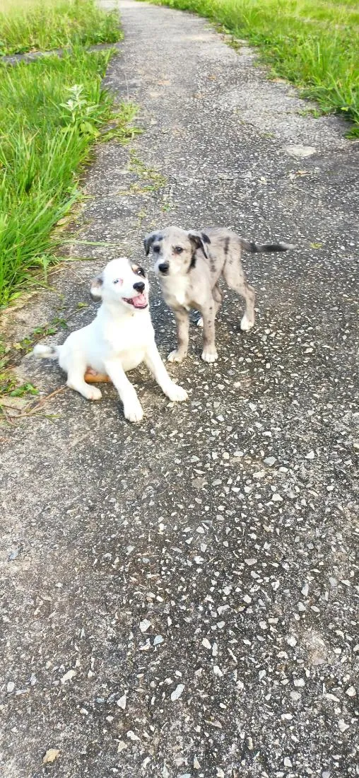 Cachorro raça SRD-ViraLata idade Abaixo de 2 meses nome Shrek e Fiona