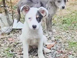 Cachorro raça SRD-ViraLata idade Abaixo de 2 meses nome Shrek e Fiona