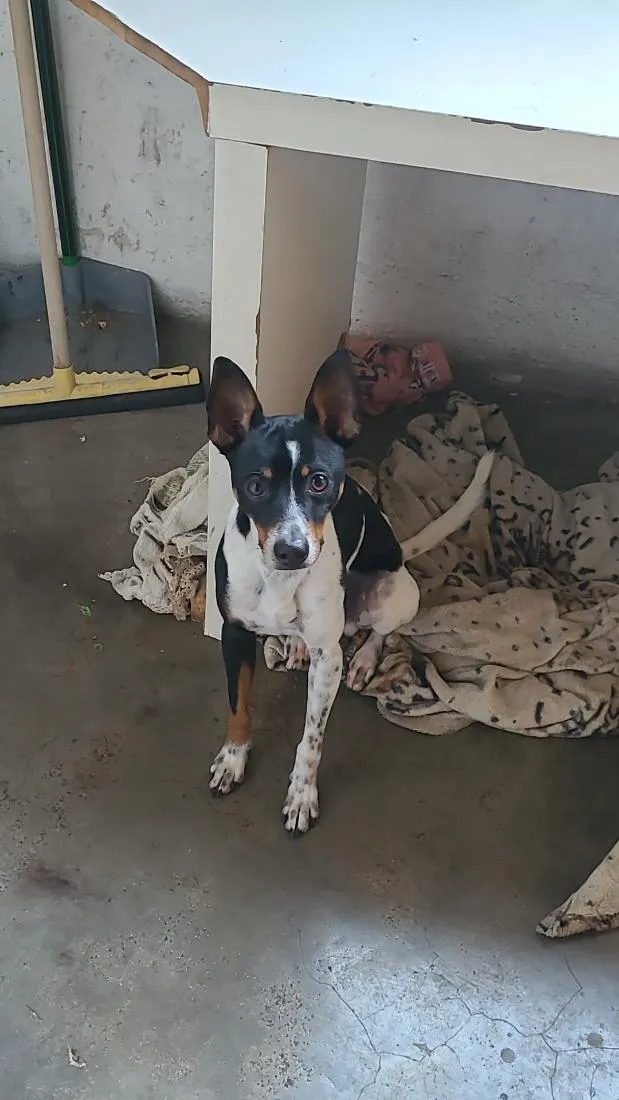 Cachorro raça SRD-ViraLata idade 1 ano nome Ferdnandy