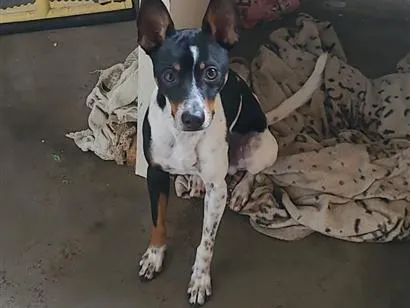 Cachorro raça SRD-ViraLata idade 1 ano nome Ferdnandy