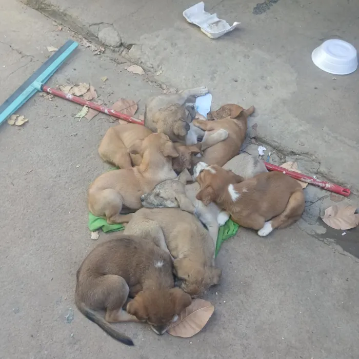 Cachorro raça SRD-ViraLata idade Abaixo de 2 meses nome Pantera, Pandora, Pipoca, Amora, Caramelo, Bob, spyike, Meg, Bolinha! 