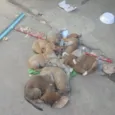 Pantera, Pandora, Pipoca, Amora, Caramelo, Bob, spyike, Meg, Bolinha!