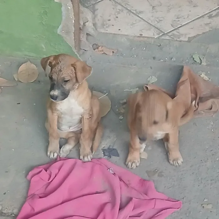 Cachorro raça SRD-ViraLata idade Abaixo de 2 meses nome Pantera, Pandora, Pipoca, Amora, Caramelo, Bob, spyike, Meg, Bolinha! 