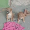 Pantera, Pandora, Pipoca, Amora, Caramelo, Bob, spyike, Meg, Bolinha!
