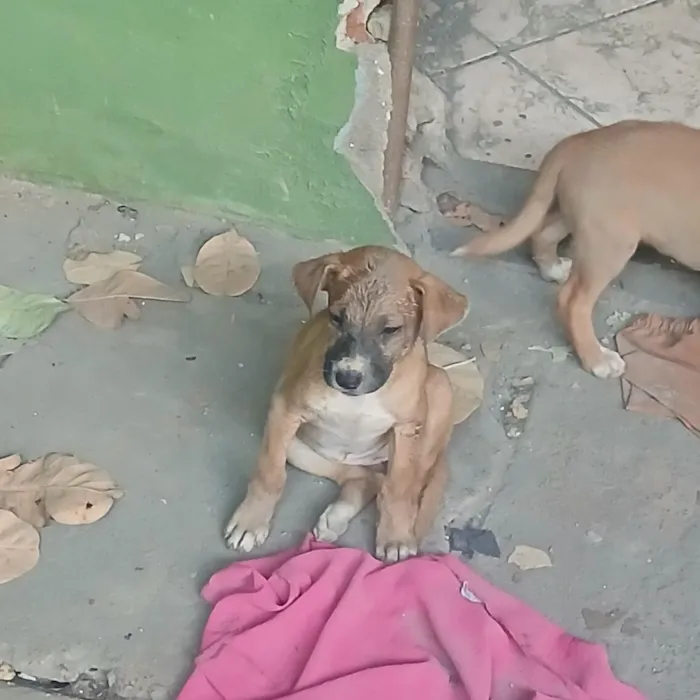 Cachorro raça SRD-ViraLata idade Abaixo de 2 meses nome Pantera, Pandora, Pipoca, Amora, Caramelo, Bob, spyike, Meg, Bolinha! 
