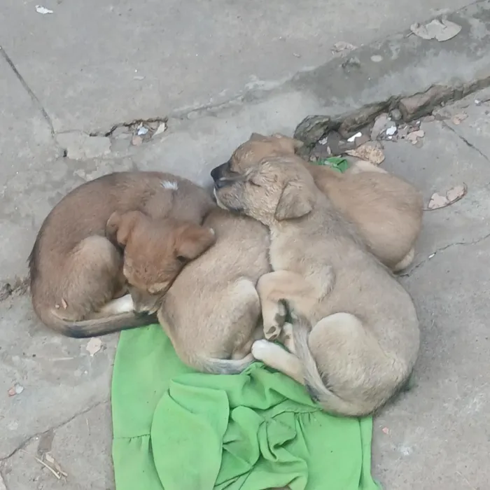 Cachorro raça SRD-ViraLata idade Abaixo de 2 meses nome Pantera, Pandora, Pipoca, Amora, Caramelo, Bob, spyike, Meg, Bolinha! 