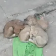 Pantera, Pandora, Pipoca, Amora, Caramelo, Bob, spyike, Meg, Bolinha!