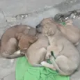 Pantera, Pandora, Pipoca, Amora, Caramelo, Bob, spyike, Meg, Bolinha!