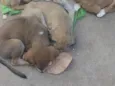 Pantera, Pandora, Pipoca, Amora, Caramelo, Bob, spyike, Meg, Bolinha! 