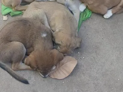 Cachorro raça SRD-ViraLata idade Abaixo de 2 meses nome Pantera, Pandora, Pipoca, Amora, Caramelo, Bob, spyike, Meg, Bolinha! 