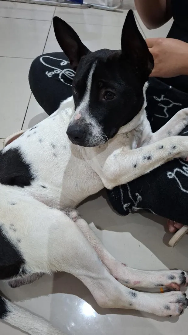 Cachorro raça SRD-ViraLata idade 1 ano nome (Sem nome)