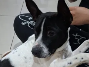 Cachorro raça SRD-ViraLata idade 1 ano nome (Sem nome)