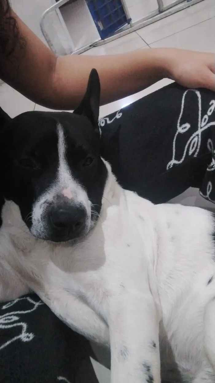 Cachorro raça SRD-ViraLata idade 1 ano nome (Sem nome)