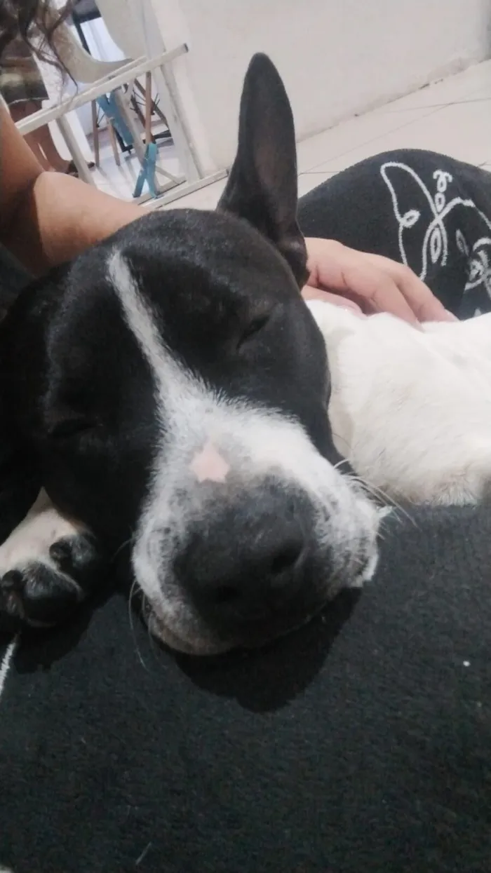 Cachorro raça SRD-ViraLata idade 1 ano nome (Sem nome)