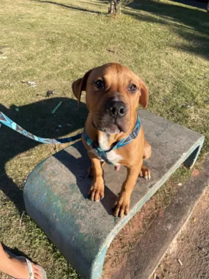 Cachorro raça Labrador idade 7 a 11 meses nome Thor