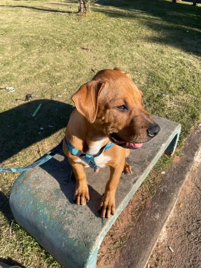 Cachorro raça Labrador idade 7 a 11 meses nome Thor