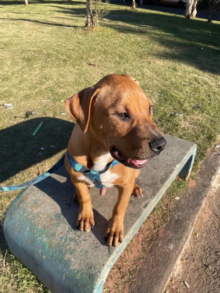Cachorro raça Labrador idade 7 a 11 meses nome Thor