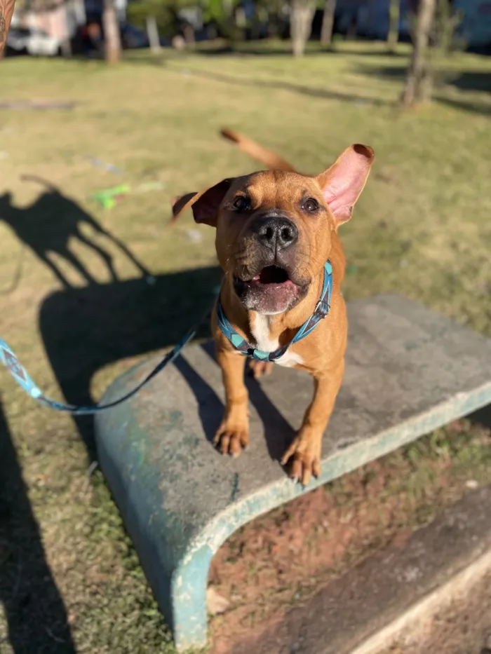 Cachorro raça Labrador idade 7 a 11 meses nome Thor