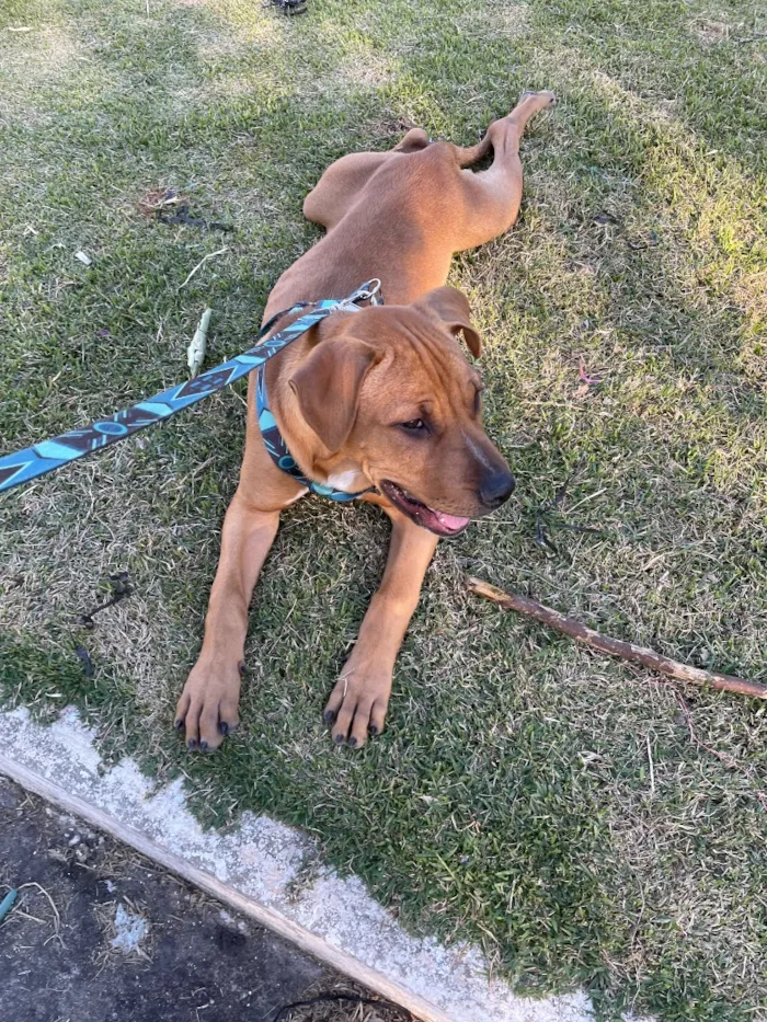 Cachorro raça Labrador idade 7 a 11 meses nome Thor