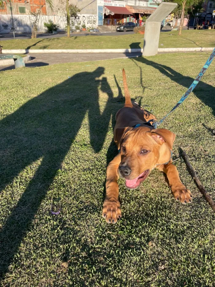 Cachorro raça Labrador idade 7 a 11 meses nome Thor