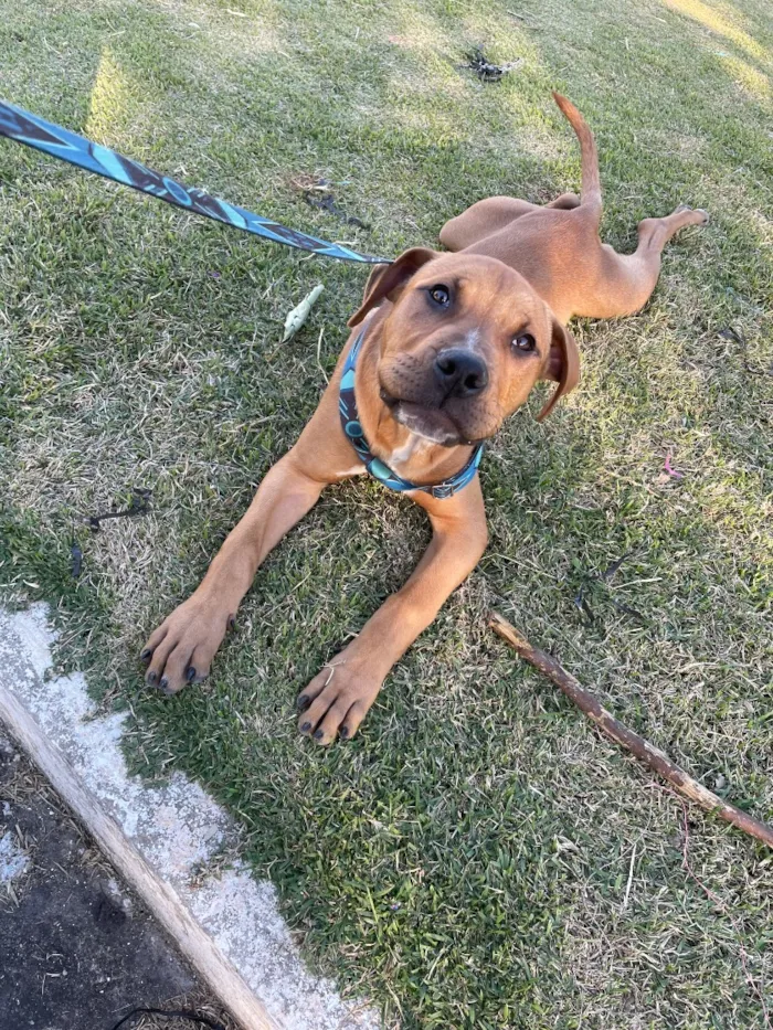 Cachorro raça Labrador idade 7 a 11 meses nome Thor