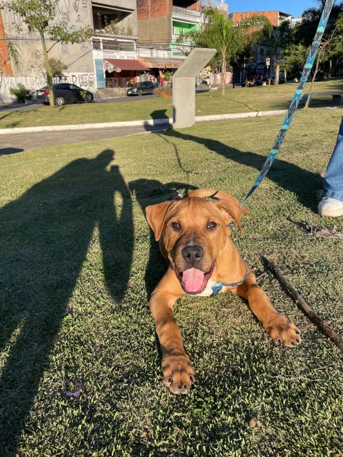 Cachorro raça Labrador idade 7 a 11 meses nome Thor