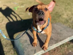 Cachorro raça Labrador idade 7 a 11 meses nome Thor