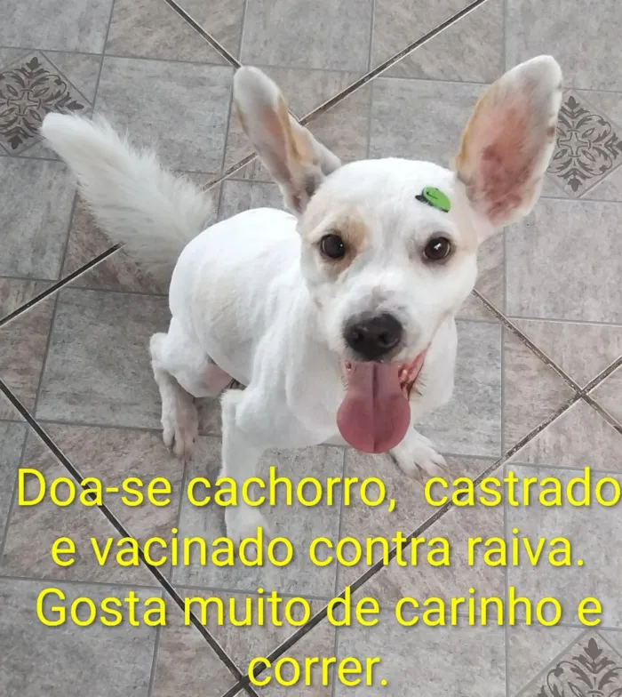 Cachorro raça SRD-ViraLata idade 3 anos nome Spik