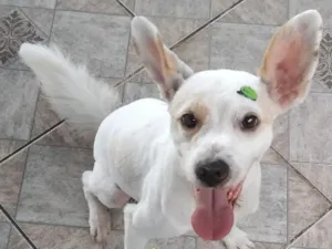 Cachorro raça SRD-ViraLata idade 3 anos nome Spik