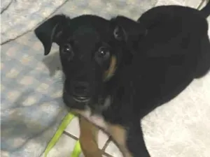 Cachorro raça SRD-ViraLata idade 2 a 6 meses nome Bradoke
