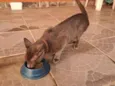 pequeno 