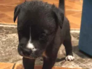Cachorro raça SRD-ViraLata idade 2 a 6 meses nome sem nome