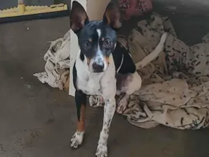 Cachorro raça SRD-ViraLata idade 1 ano nome Ferdnandy