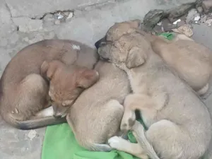Cachorro raça SRD-ViraLata idade Abaixo de 2 meses nome Pantera, Pandora, Pipoca, Amora, Caramelo, Bob, spyike, Meg, Bolinha! 
