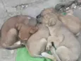 Pantera, Pandora, Pipoca, Amora, Caramelo, Bob, spyike, Meg, Bolinha!